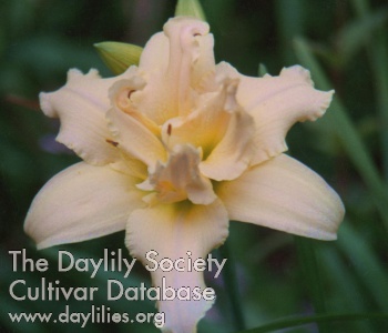 Daylily Double Starfire